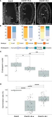 Genetic and environmental manipulation of Arabidopsis hybridization barriers uncovers antagonistic functions in endosperm cellularization